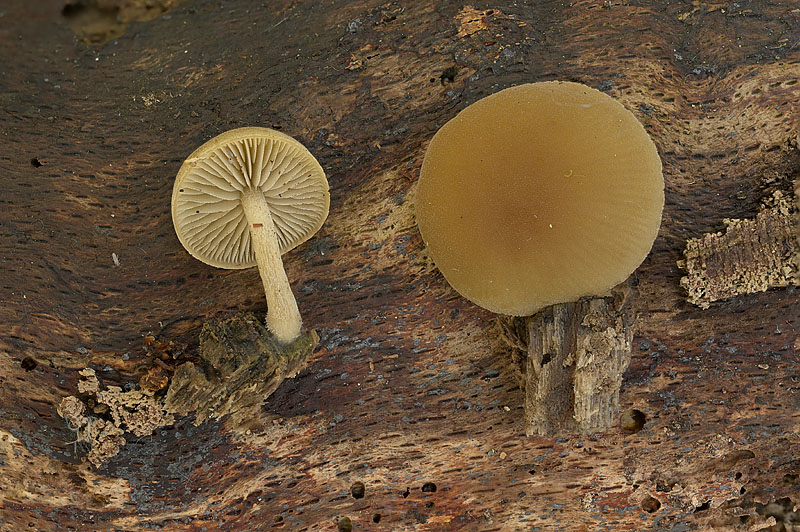 Simocybe centunculus
